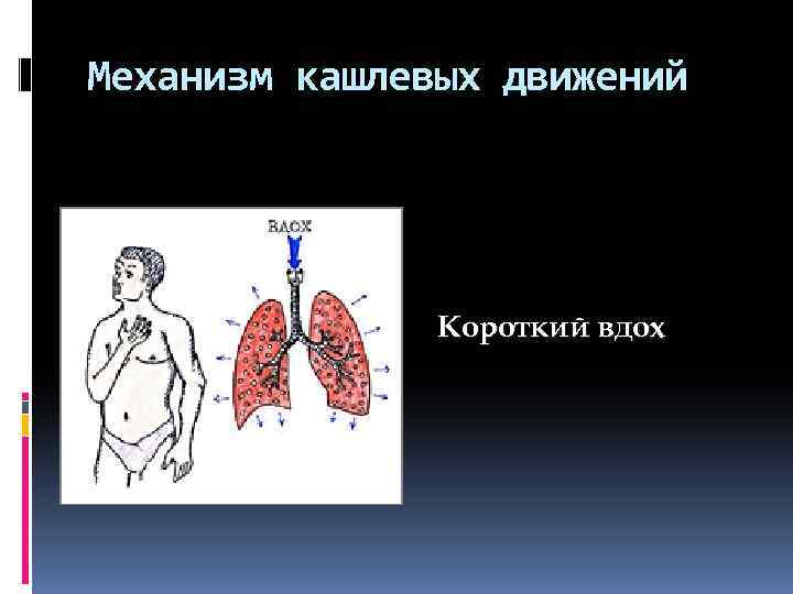 Физикальный осмотр дыхательной системы. Физикальное обследование органов дыхания. Физикальное исследование дыхательной системы. Механизм кашлевых движений. Физикальное обследование органов дыхания у детей.