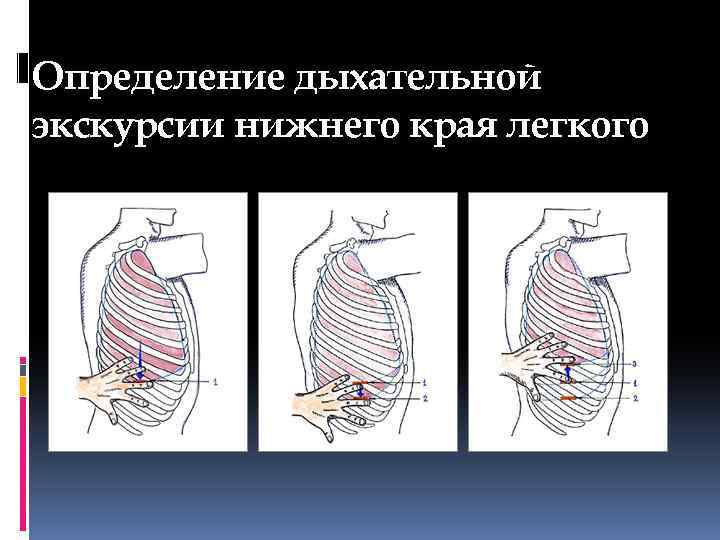 Определение дыхательной экскурсии нижнего края легкого 