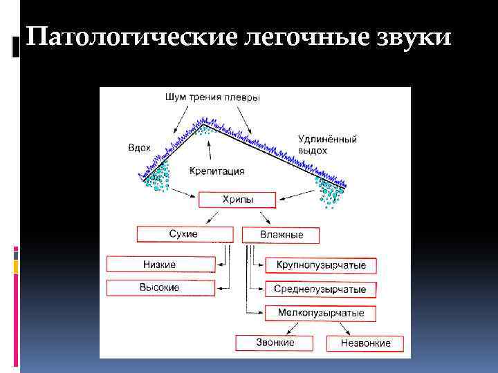 Патологические легочные звуки 