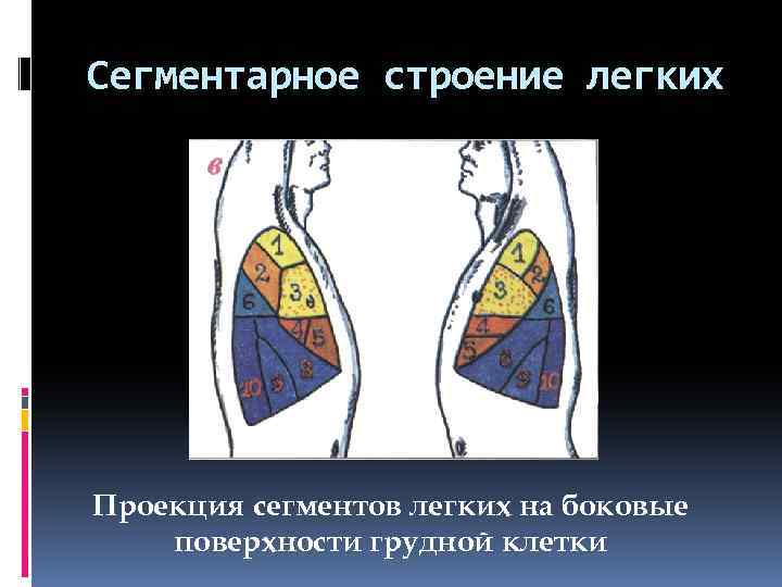 Сегментарное строение легких Проекция сегментов легких на боковые поверхности грудной клетки 