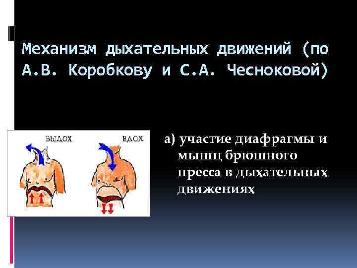 Механизм дыхательных движений (по А. В. Коробкову и С. А. Чесноковой) а) участие диафрагмы