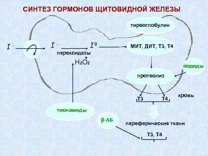 Схема образования и секреции тиреоидных гормонов