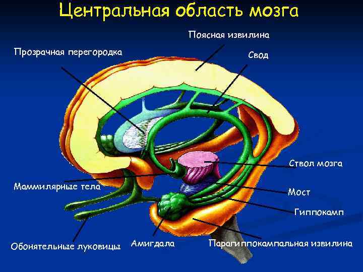 Центральная область мозга Поясная извилина Прозрачная перегородка Свод Ствол мозга Маммилярные тела Мост Гиппокамп