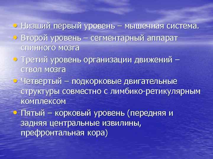  • Низший первый уровень – мышечная система. • Второй уровень – сегментарный аппарат