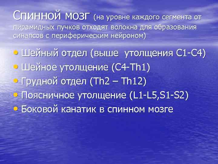 Спинной мозг (на уровне каждого сегмента от пирамидных пучков отходят волокна для образования синапсов