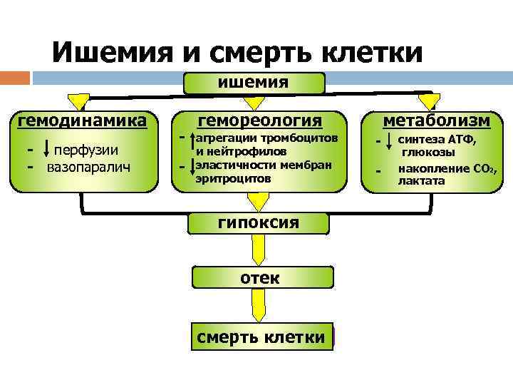 Ишемия и смерть клетки ишемия гемодинамика - перфузии - вазопаралич гемореология агрегации тромбоцитов и