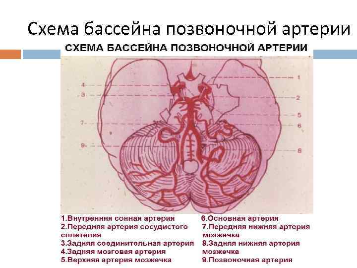 Бассейны мозговых артерий схема