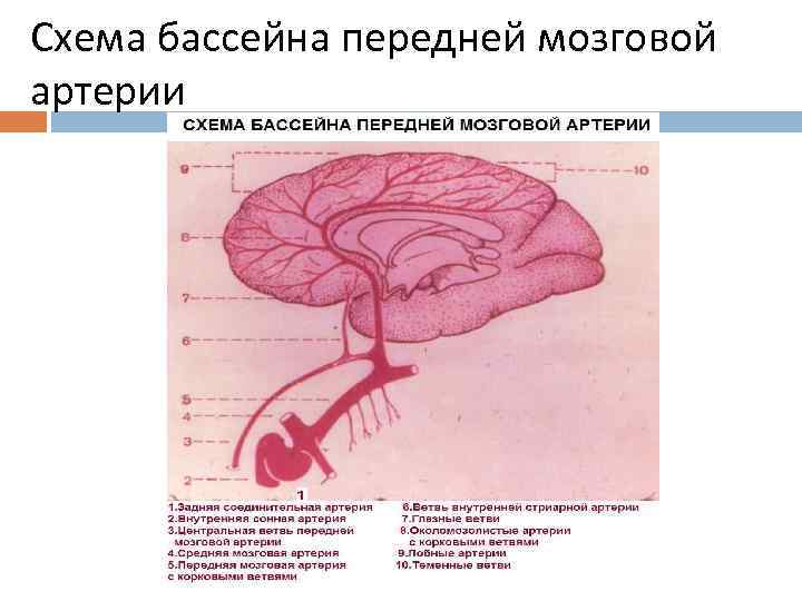 Нарушение кровообращения в бассейне средней мозговой артерии. Бассейне передней мозговой артерии средней задней. Бассейны головного мозга неврология схема.