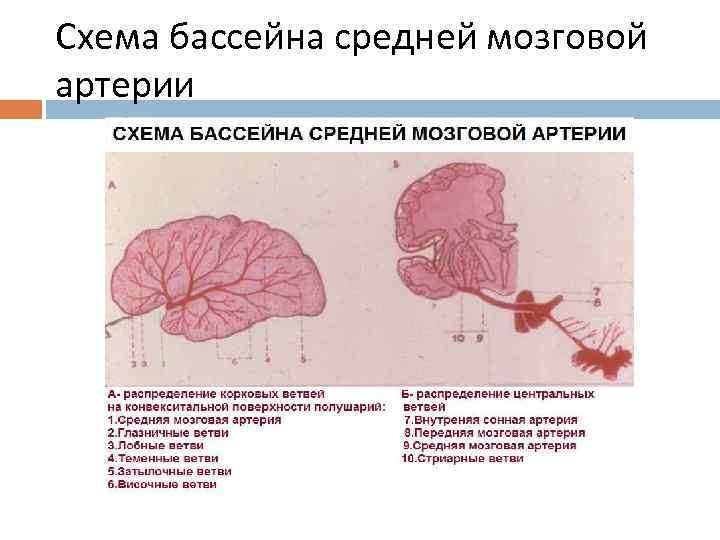 Бассейны мозговых артерий схема