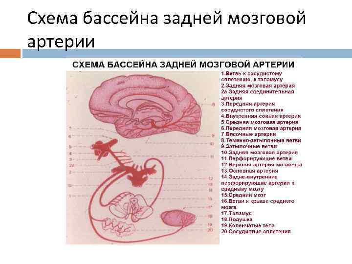 Схема бассейна задней мозговой артерии 
