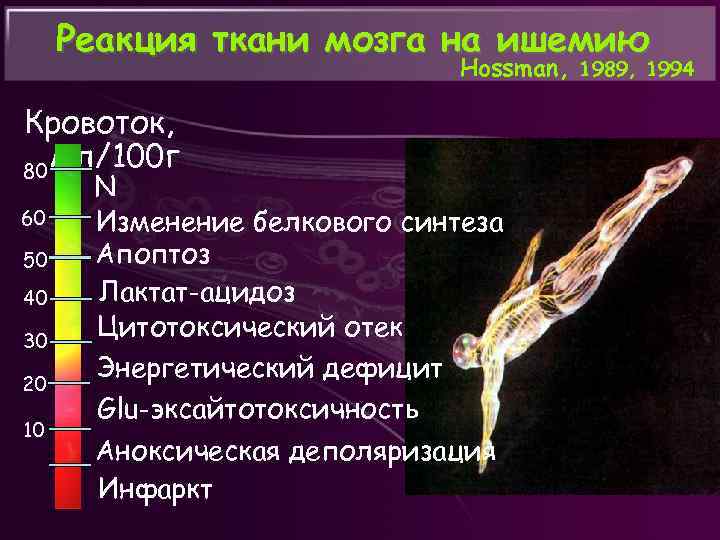 Реакция ткани мозга на ишемию Hossman, 1989, 1994 Кровоток, мл/100 г 80 60 50
