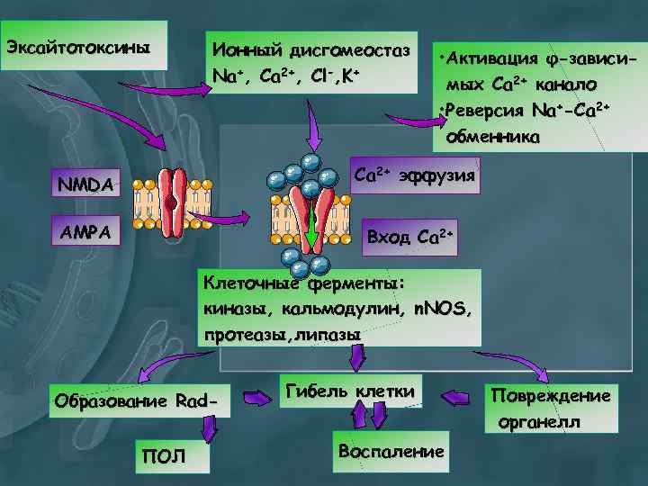 Эксайтотоксины Ионный дисгомеостаз Na+, Ca 2+, Cl-, K+ • Активация φ-зависимых Ca 2+ канало