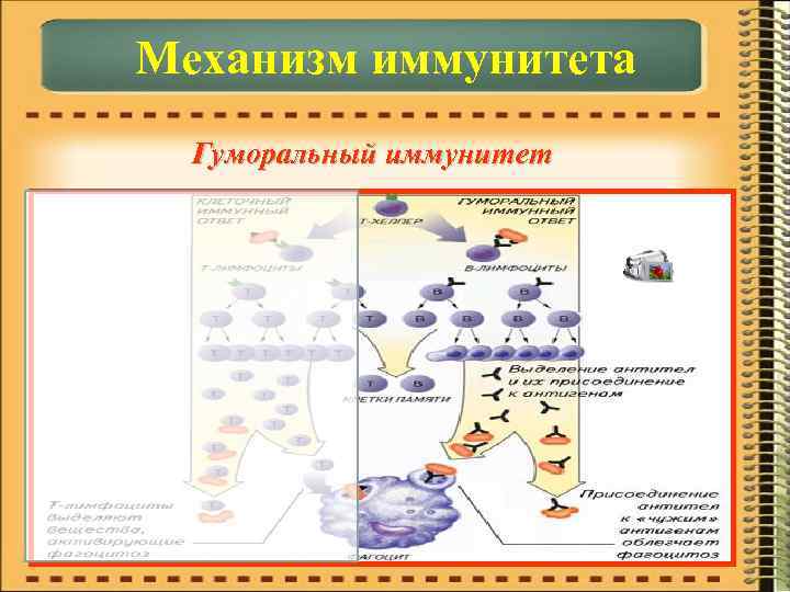 Механизм иммунитета Гуморальный иммунитет 