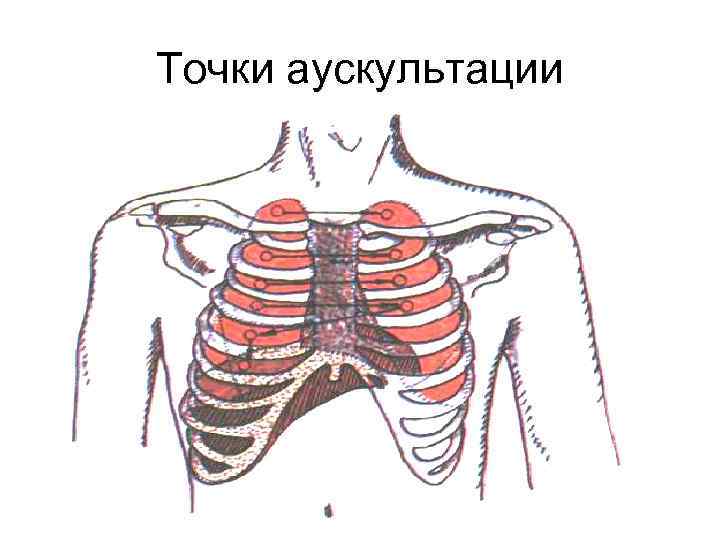 Точки аускультации 