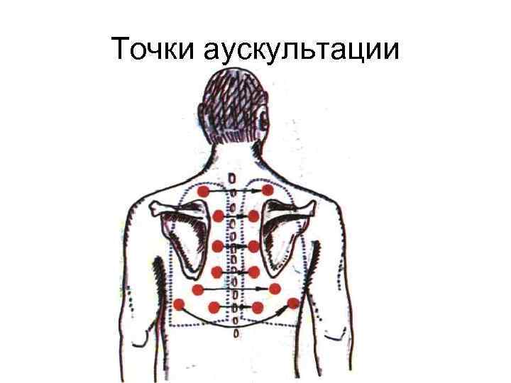 Точки аускультации 