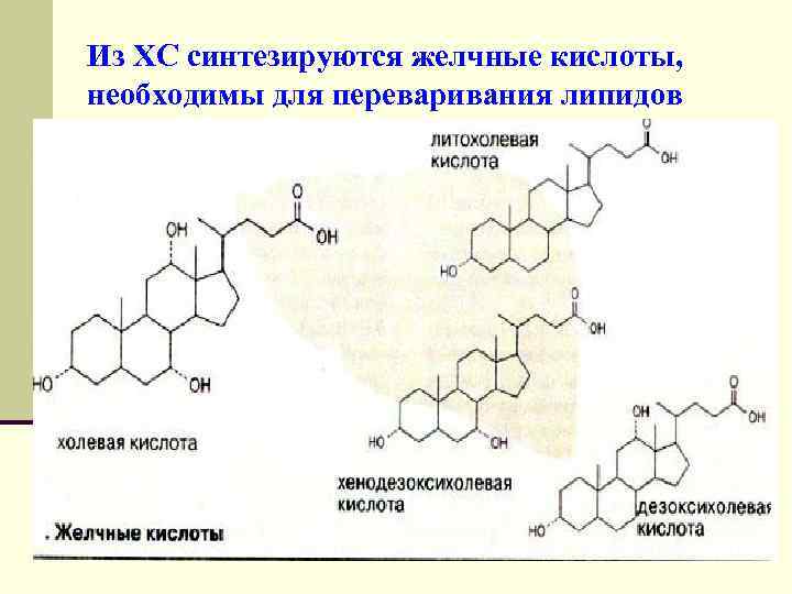 Из ХС синтезируются желчные кислоты, необходимы для переваривания липидов 