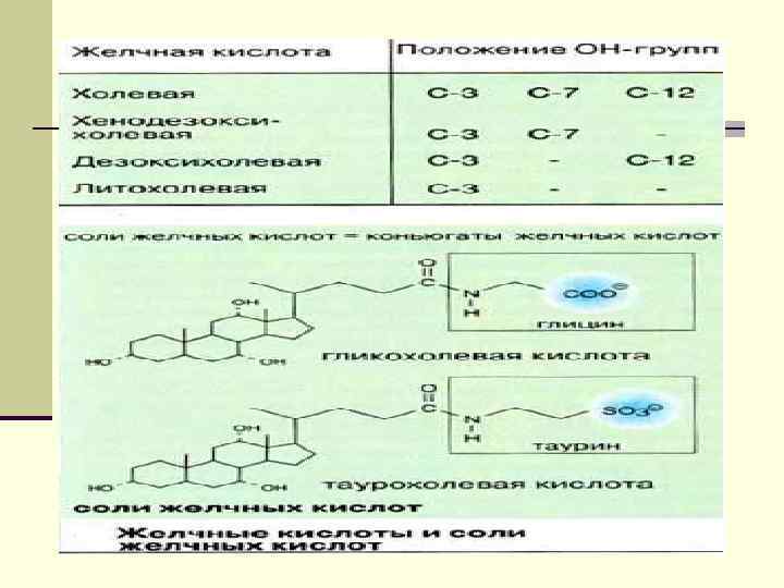 Схема переваривания липидов биохимия