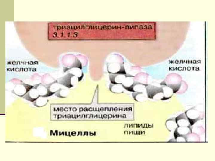 Схема переваривания липидов биохимия