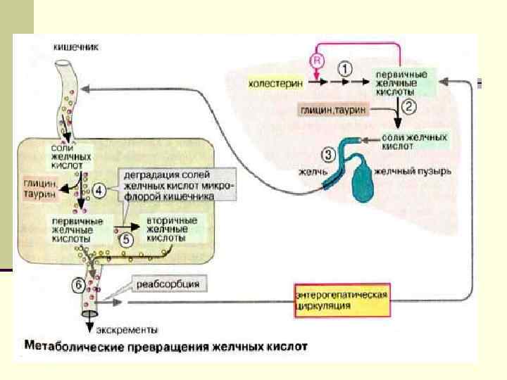 Схема переваривания липидов биохимия