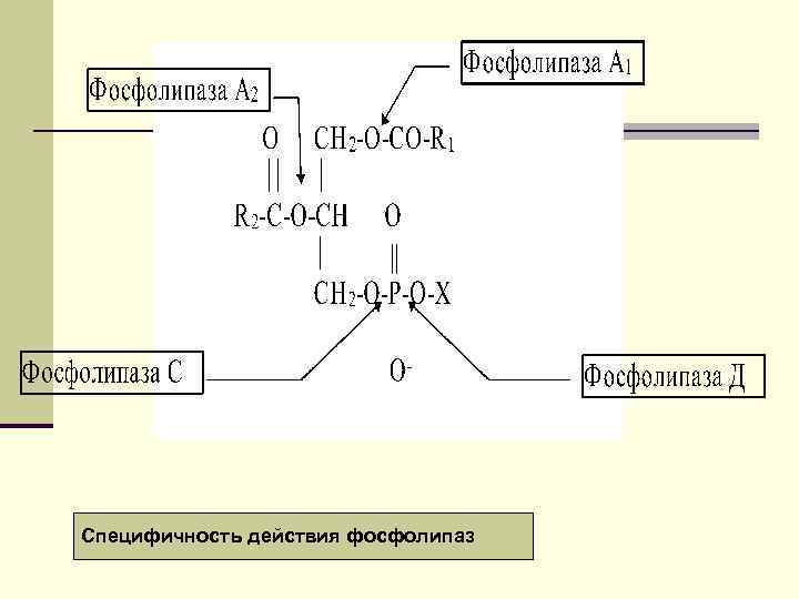 Специфичность действия фосфолипаз 