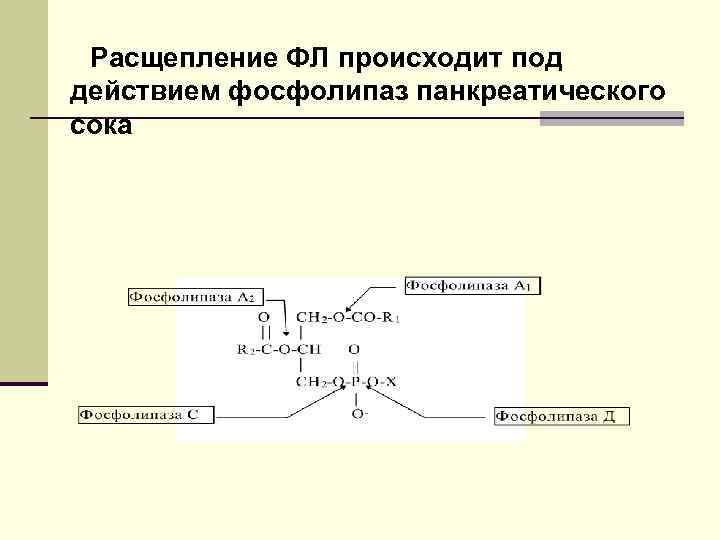 Схема переваривания крахмала