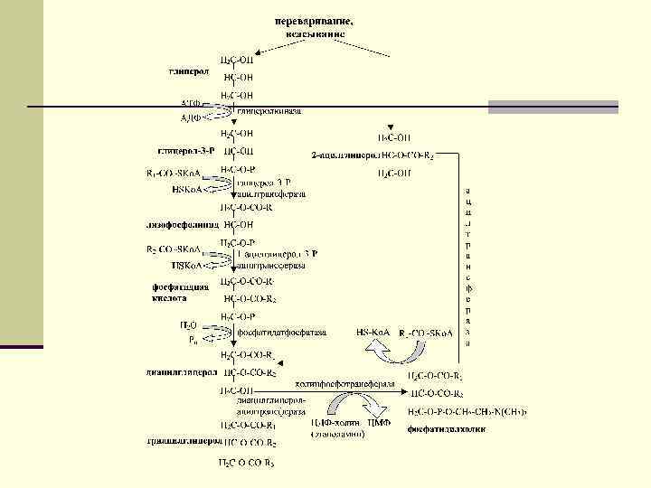 Схема переваривания липидов биохимия