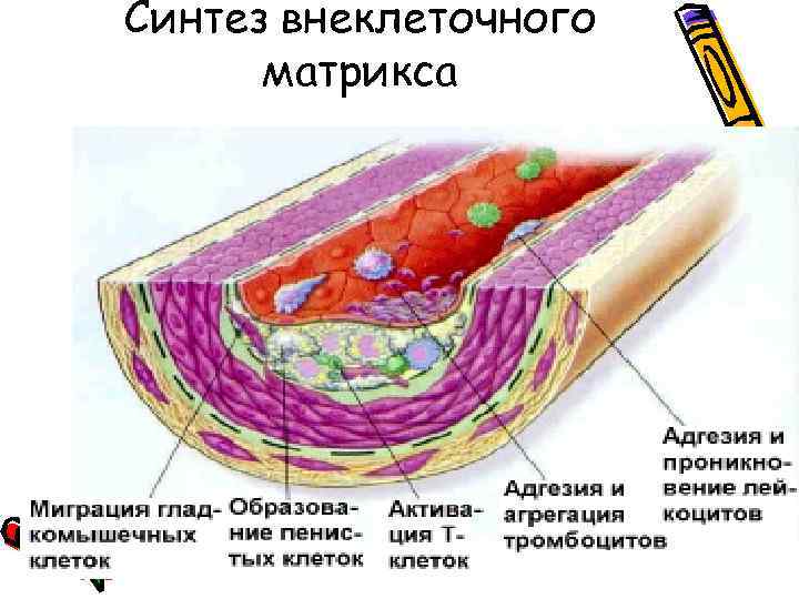 Синтез внеклеточного матрикса 