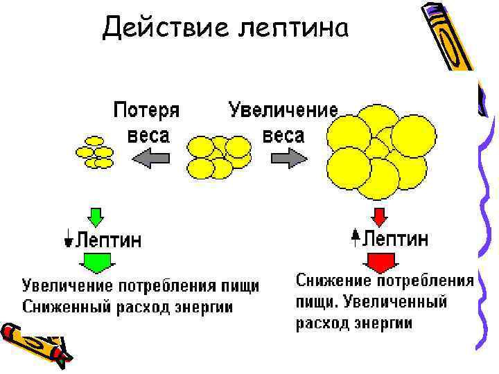 Действие лептина 