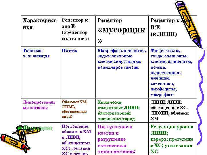 Характерист Рецептор к апо Е ики Рецептор Тканевая локализация Печень Макрофаги/моноциты, эндотелиальные клетки синусоидных