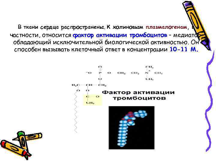 В ткани сердца распространены. К холиновым плазмалогенам, в частности, относится фактор активации тромбоцитов -
