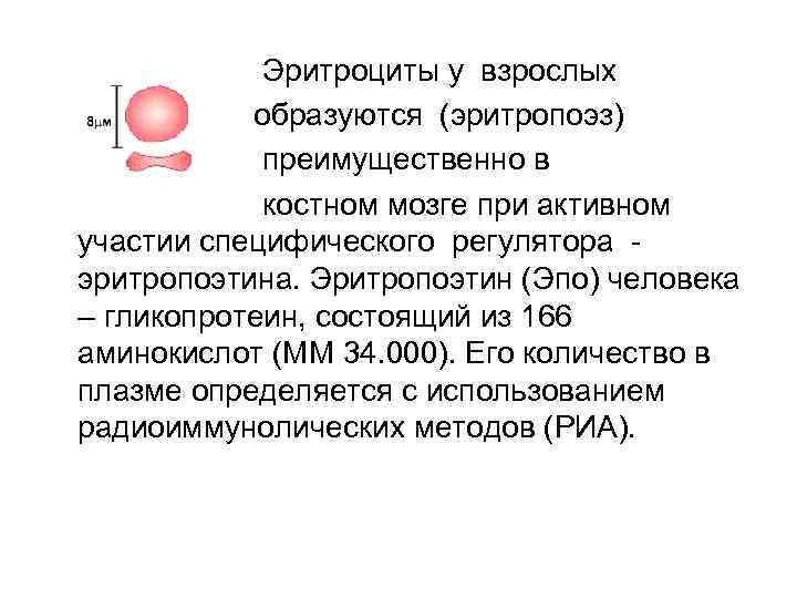 Эритроциты у взрослых образуются (эритропоэз) преимущественно в костном мозге при активном участии специфического регулятора