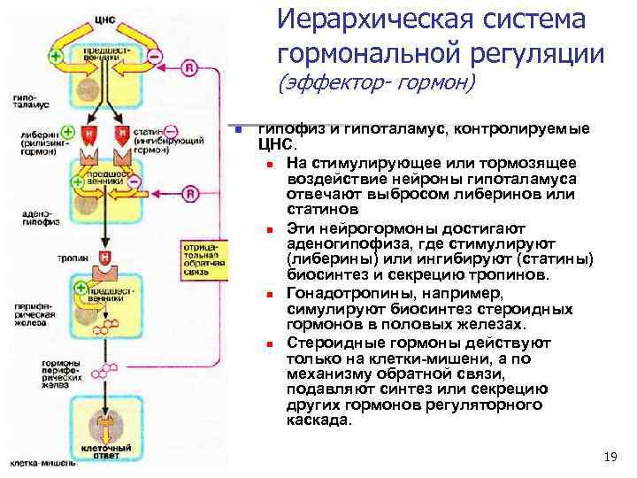 Иерархическая система гормональной регуляции (эффектор- гормон) n 1/30/2018 гипофиз и гипоталамус, контролируемые ЦНС. n