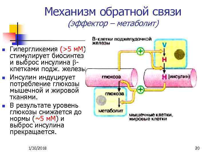Механизм обратной связи (эффектор – метаболит) n n n Гипергликемия (>5 м. М) стимулирует