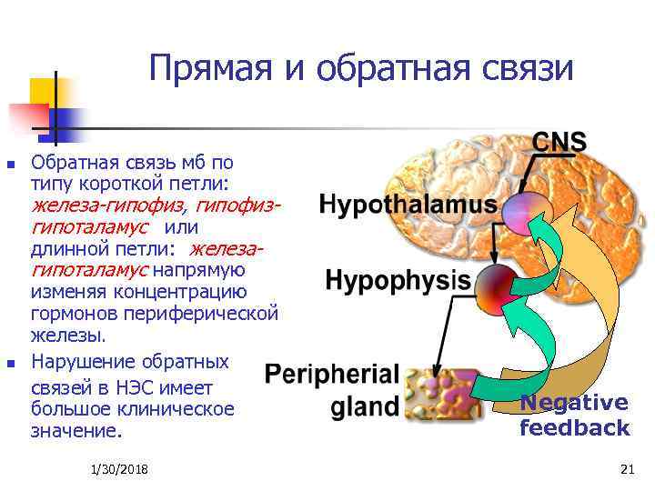Прямая и обратная связи n Обратная связь мб по типу короткой петли: железа-гипофиз, гипофизгипоталамус