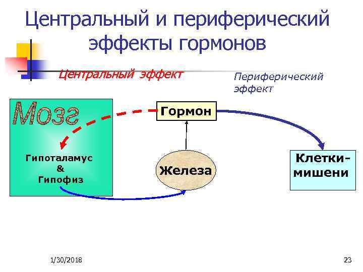 Центральный и периферический эффекты гормонов Центральный эффект Периферический эффект Гормон Гипоталамус & Гипофиз 1/30/2018