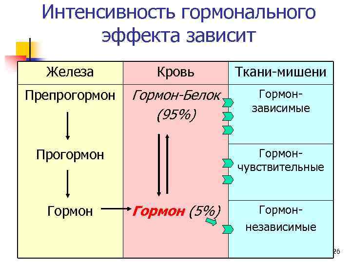 Интенсивность гормонального эффекта зависит Железа Кровь Ткани-мишени Препрогормон Гормон-Белок (95%) Гормонзависимые Прогормон Гормон 1/30/2018