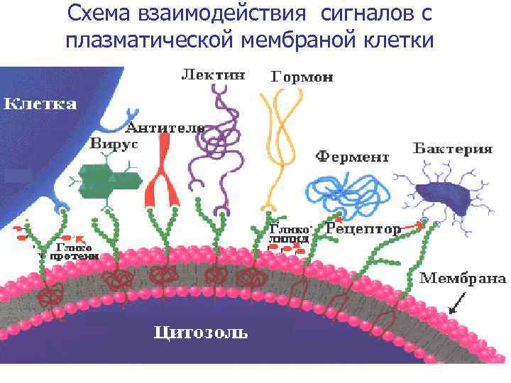 Схема взаимодействия сигналов с плазматической мембраной клетки 