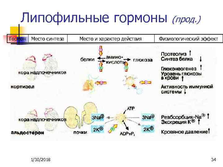 Липофильные гормоны Гормон Место синтеза 1/30/2018 Место и характер действия (прод. ) Физиологический эффект