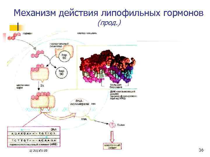 Механизм действия липофильных гормонов (прод. ) 1/30/2018 36 