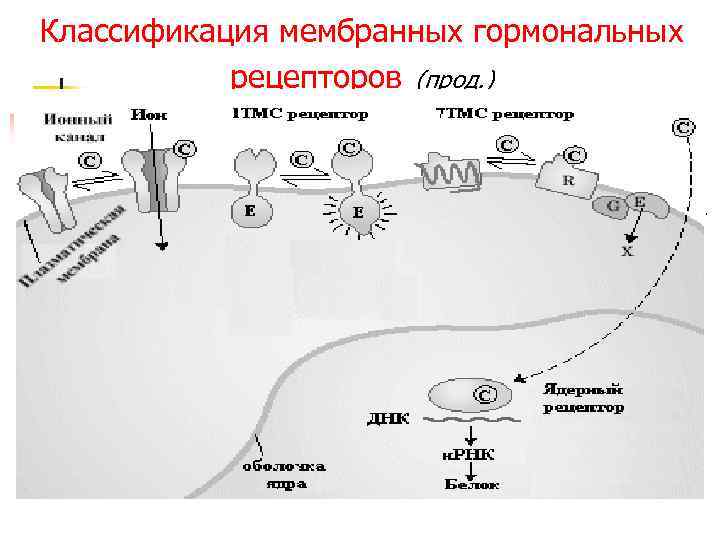 Классификация мембранных гормональных рецепторов (прод. ) 1. R первого типа – интегральные олигомерные белки