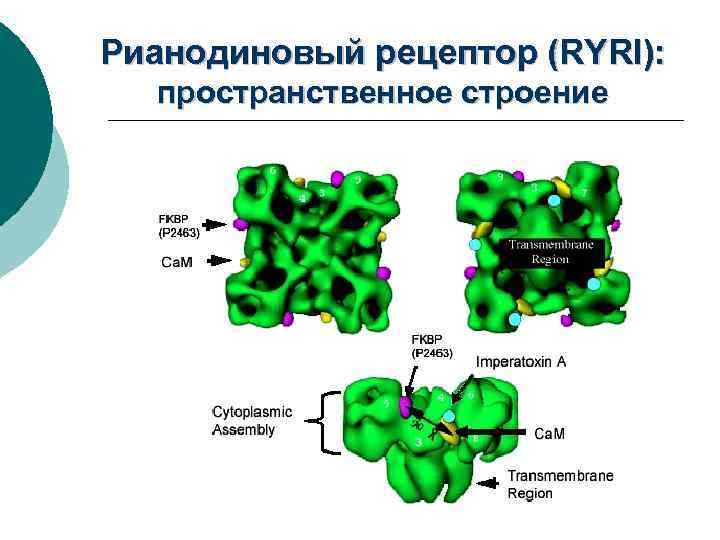 Рианодиновый рецептор (RYRI): пространственное строение 
