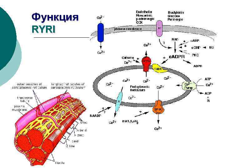 Функция RYRI 