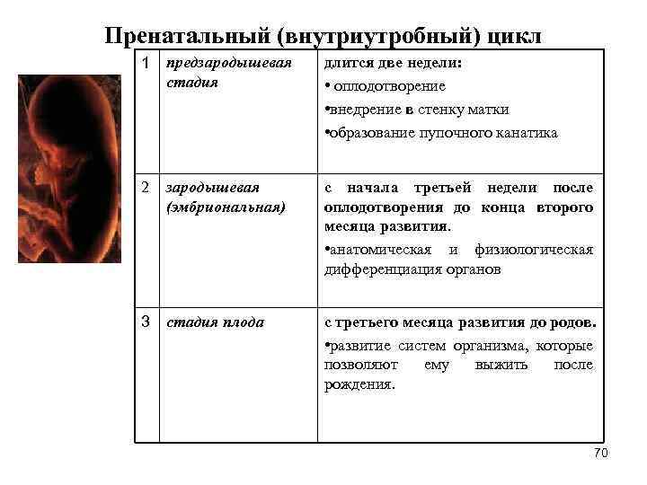 Пренатальный (внутриутробный) цикл 1 предзародышевая стадия длится две недели: • оплодотворение • внедрение в