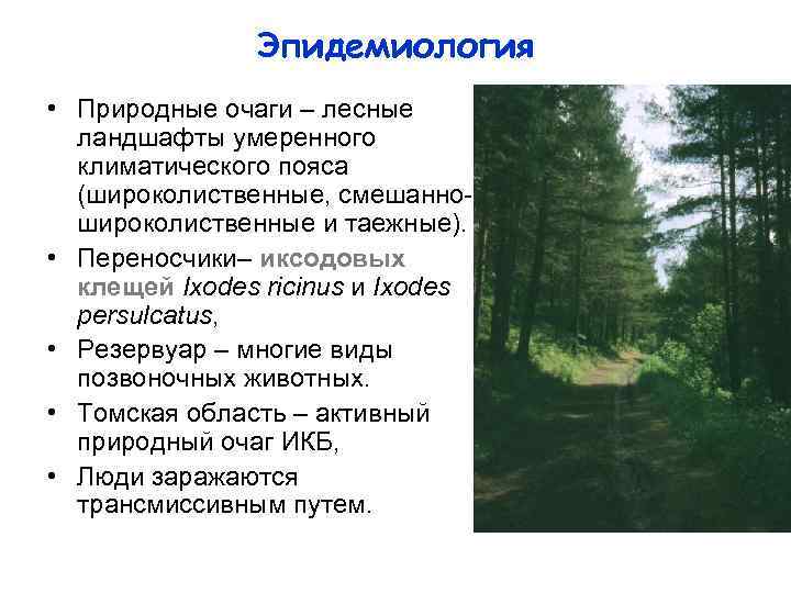 Эпидемиология • Природные очаги – лесные ландшафты умеренного климатического пояса (широколиственные, смешанношироколиственные и таежные).