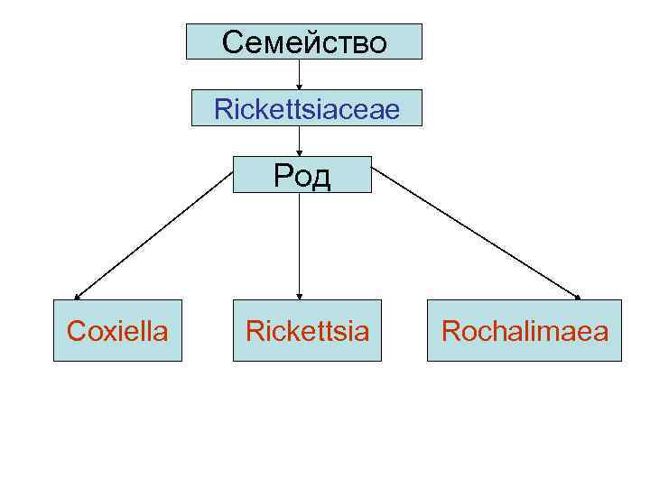 Семейство Rickettsiaceae Род Coxiella Rickettsia Rochalimaea 