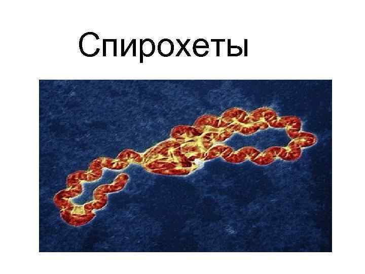 Спирохеты 