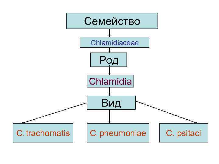 Семейство Chlamidiaceae Род Chlamidia Вид C. trachomatis C. pneumoniae C. psitaci 
