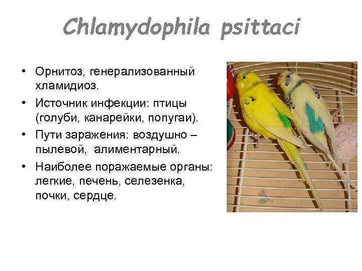 Chlamydophila psittaci • Орнитоз, генерализованный хламидиоз. • Источник инфекции: птицы (голуби, канарейки, попугаи). •