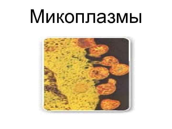 Микоплазмы 