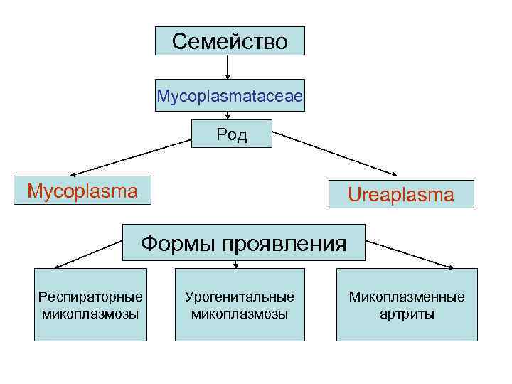 Семейство Mycoplasmataceae Род Mycoplasma Ureaplasma Формы проявления Респираторные микоплазмозы Урогенитальные микоплазмозы Микоплазменные артриты 